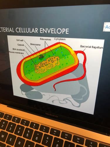 Introduction To Environmental Microbiology Flashcards Quizlet