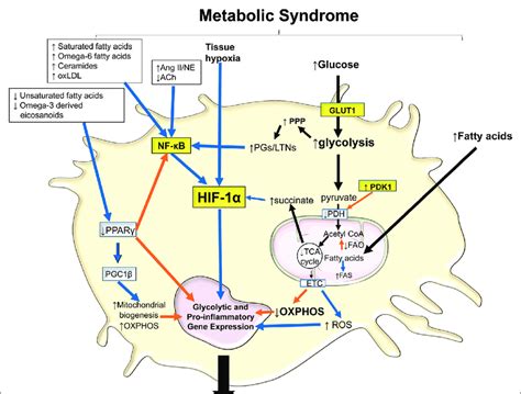 Intracellular Mechanisms Of M1 Macrophage Metabolic Reprogramming