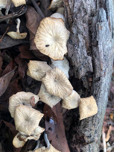 Common Gilled Mushrooms And Allies From Sydney NSW Australia On