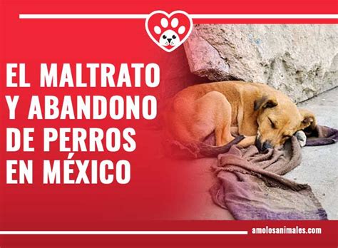 EL MALTRATO Y ABANDONO DE PERROS EN MÉXICO