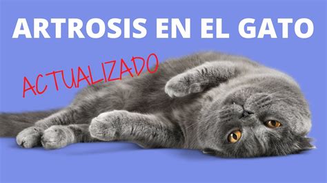 ARTROSIS EN GATOS OSTEOARTROSIS YouTube