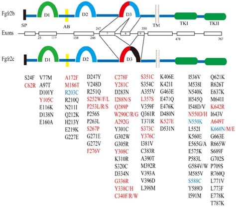 Structure Of The FGFR2 Gene And Its Somatic Mutations With Their