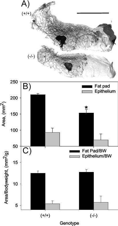 Normal Virgin Mammary Ductal Development In Irs Null Mice