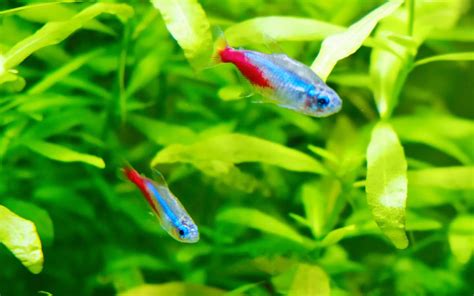 Neon Tetra Habitat Care Feeding Tank Size Breeding Aquariumnexus