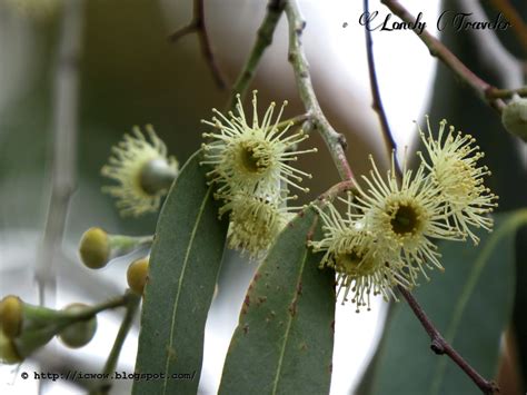 Eucalyptus Flower Corymbia Citriodora