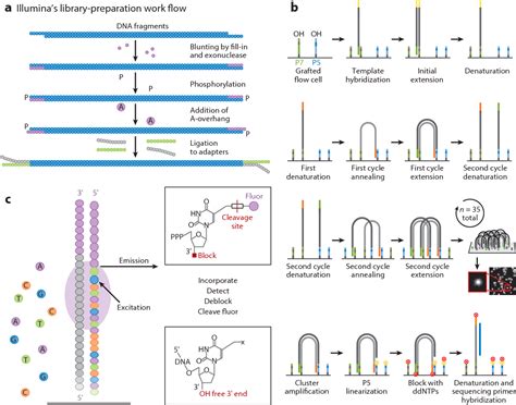 Next Generation Sequencing Illumina