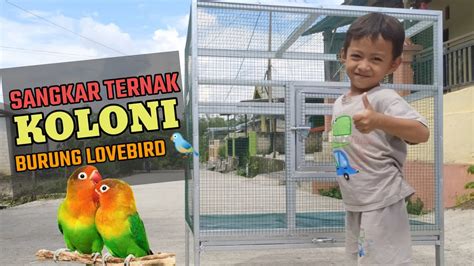 Sangkar Ternak Koloni Burung Lovebird Bahan Hollow YouTube