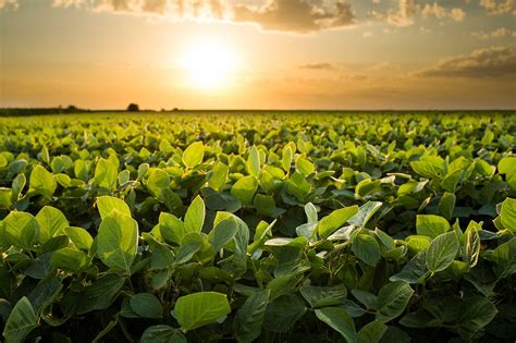 Soybean Plant Facts Importance To The U S AGDAILY