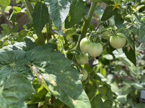 Cocktail Tomatoes — Gardening Charlotte