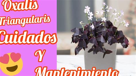 Gu A Completa De Cuidados Para Oxalis Tips Y Consejos Para El Cuidado