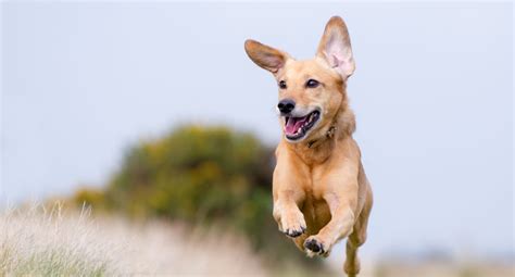 Hvor Gammel Er Hunden Din I Hundeår Agria Dyreforsikring