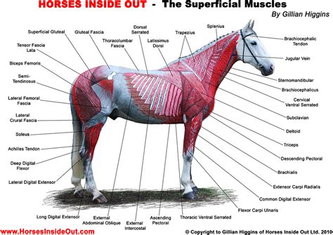 Equine Muscles And Movement Four Amigos Veterinary Physio