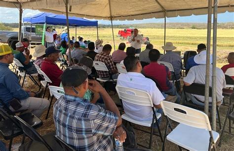 Productores De Arroz En Regi N Chorotega Inician Cosecha De Verano