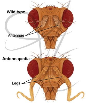 Fruit Fly Anatomy - Anatomy Reading Source