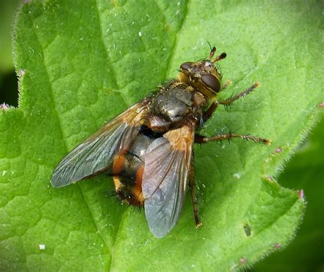 Tachina Fera Female WWT Knapp Reserve Worcs Gailhampshire Flickr