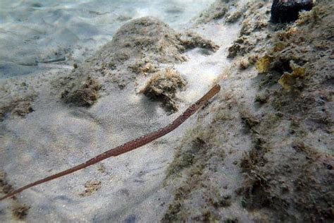 Underwater Image In To The Mediterranean Sea Of Broadnosed Pipefish