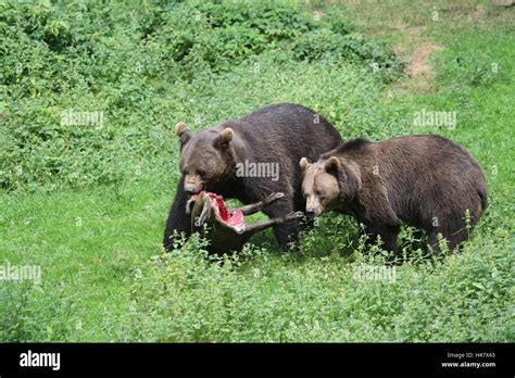 Brown bears, prey, wild boar Stock Photo - Alamy