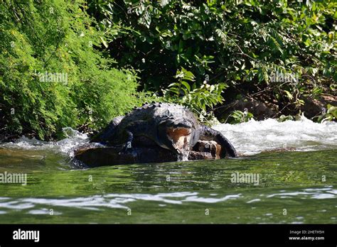 Cocodrilo Americano Spitzkrokodil Crocodylus Acutus Amerikai