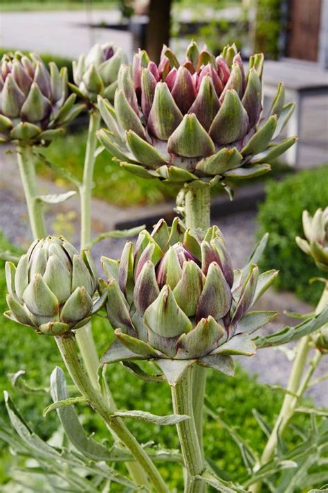 How To Plant And Grow Artichokes In Your Garden