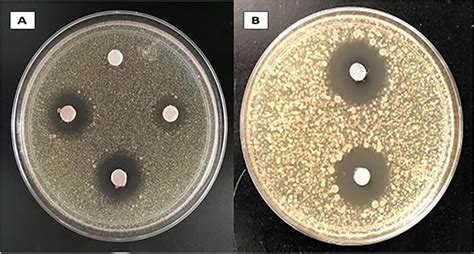 Agar Plates Of Bacillus Subtilis ATCC 6633 And Clavibacter