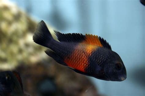 Tropheus Moorli Bemba 4cm Orange Flame Lake Tanganyika Cichlid