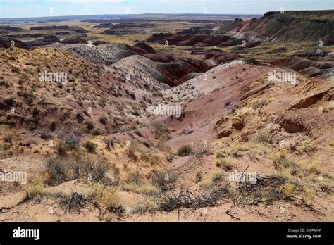 Desert Landscape With Shrubs Hi Res Stock Photography And Images Alamy