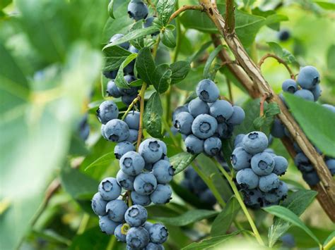 Growing Blueberry Bushes Tips For Blueberry Plant Care