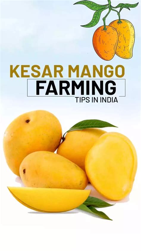 Kesar Mango Farming Tips In India