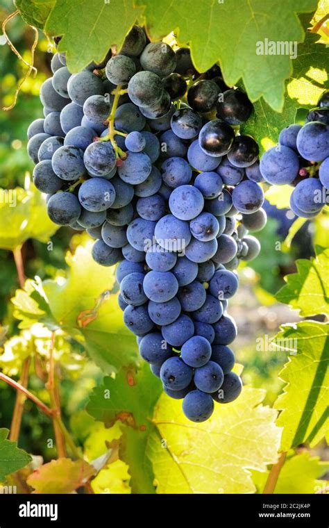 Wein Ernte Stockfotos Und Bilder Kaufen Alamy