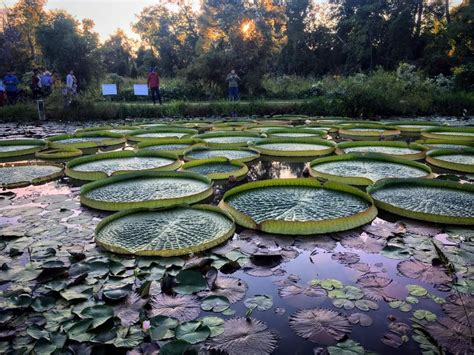 Tour Kenilworth Park & Aquatic Gardens – Beautiful Flower Arrangements ...