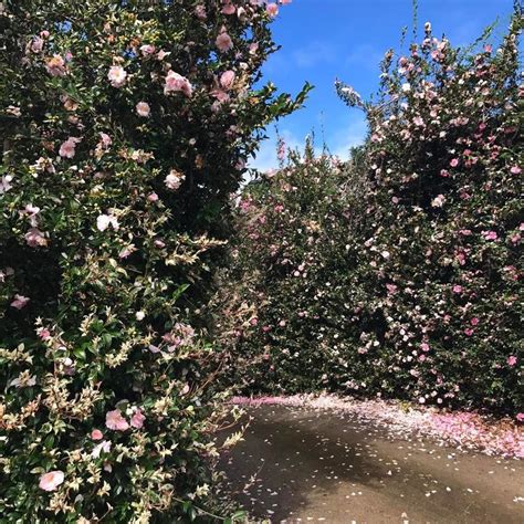 Camellia Hedge Hedges Camellia Landscape