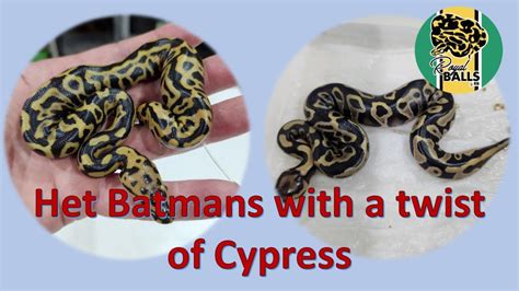 Breeding Ball Pythons Making Het Batman S With A Twist Of Cypress