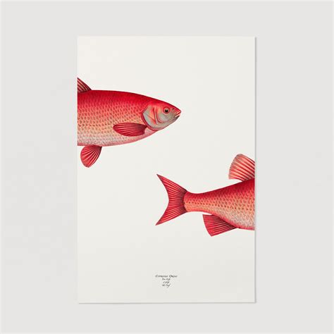 The Fish Illustration Poster | Livettes Wallpaper