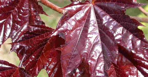 Acer Platanoides Crimson King Japanese Maple Garden Trees Lucan