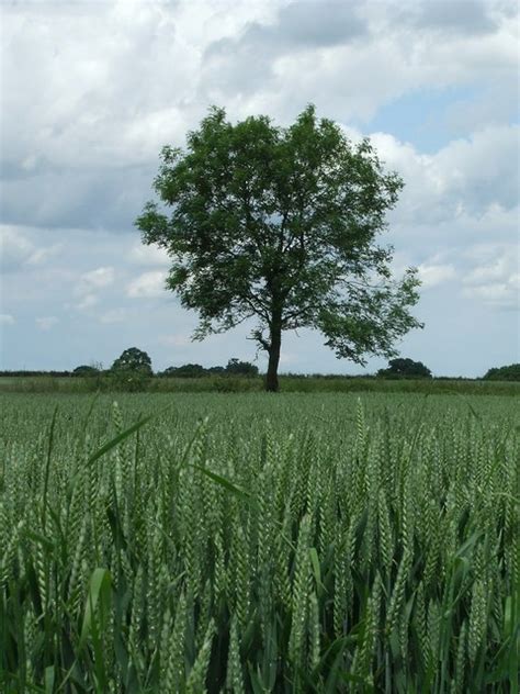 Double Plantation Breckland Area Information Map Walks And More