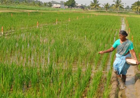 Crop Production Rice