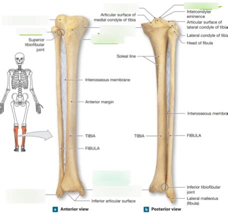 A P Tibia And Fibula Label Diagram Quizlet