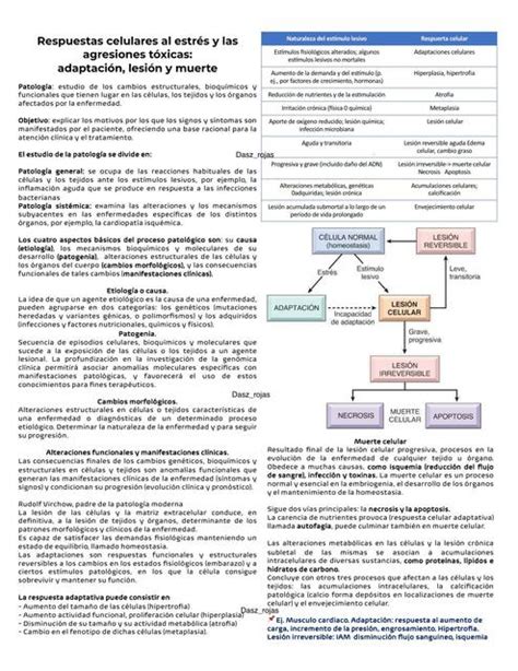 Adaptaciones Celulares lesión Celular y Muerte Celular Robbins Dasz