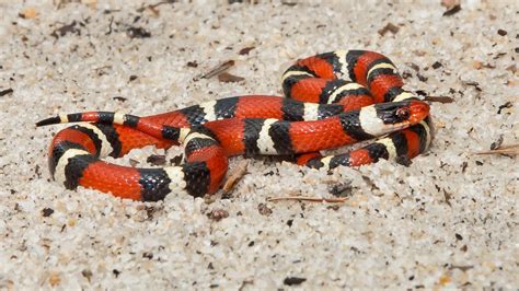 Scarlet Kingsnake (Lampropeltis elapsoides) – Florida Hikes