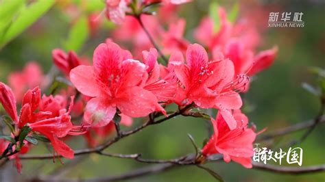 瞰中国｜福建寿宁：杜鹃花开红艳艳马宝军景区新华