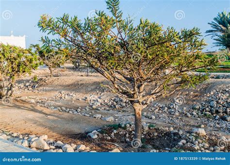 Frankincense Tree (Boswellia Sacra) Near Salalah, Om Stock Image - Image of medical, balsam ...