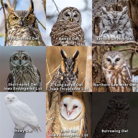 Photographer On Mission To Find All 9 Species Of Owls In Iowa