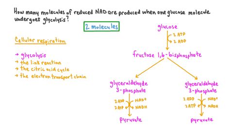 Question Video Stating The Number Of Molecules Of Nadh Produced For Each Molecule Of Glucose