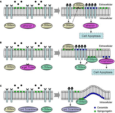 Frontiers Role Of Sphingolipid Metabolites In The Homeostasis Of Steroid Hormones And The