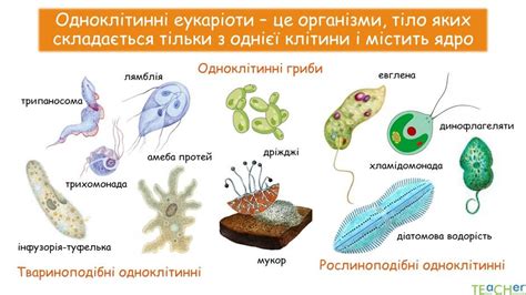 (Онлайн урок) Одноклітинні еукаріоти | Урок на 1 завдання. Біологія