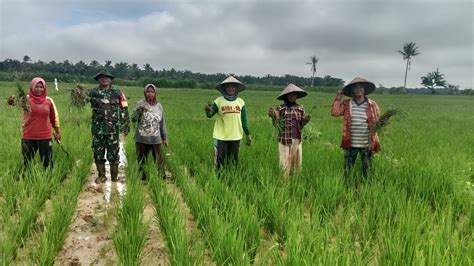 Wujudkan Swasembada Pangan Babinsa Bantu Petani Bersihkan Gulma Pada