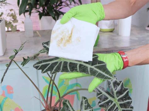 Dealing With Pesky Spider Mites On Croton Plants