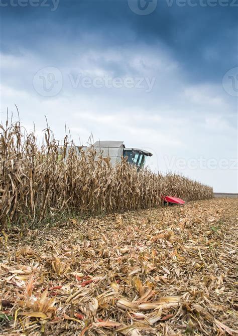 Harvesting of corn 777062 Stock Photo at Vecteezy