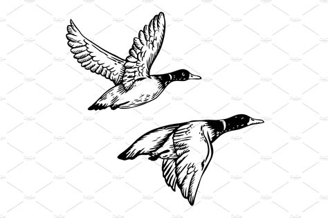 How To Draw A Flying Duck At How To Draw