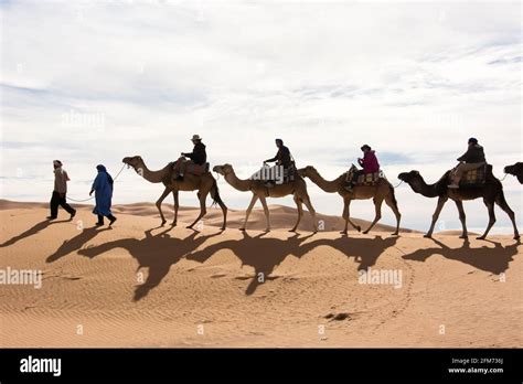 Camel Caravan In The Sahara Desert Morocco Stock Photo Alamy